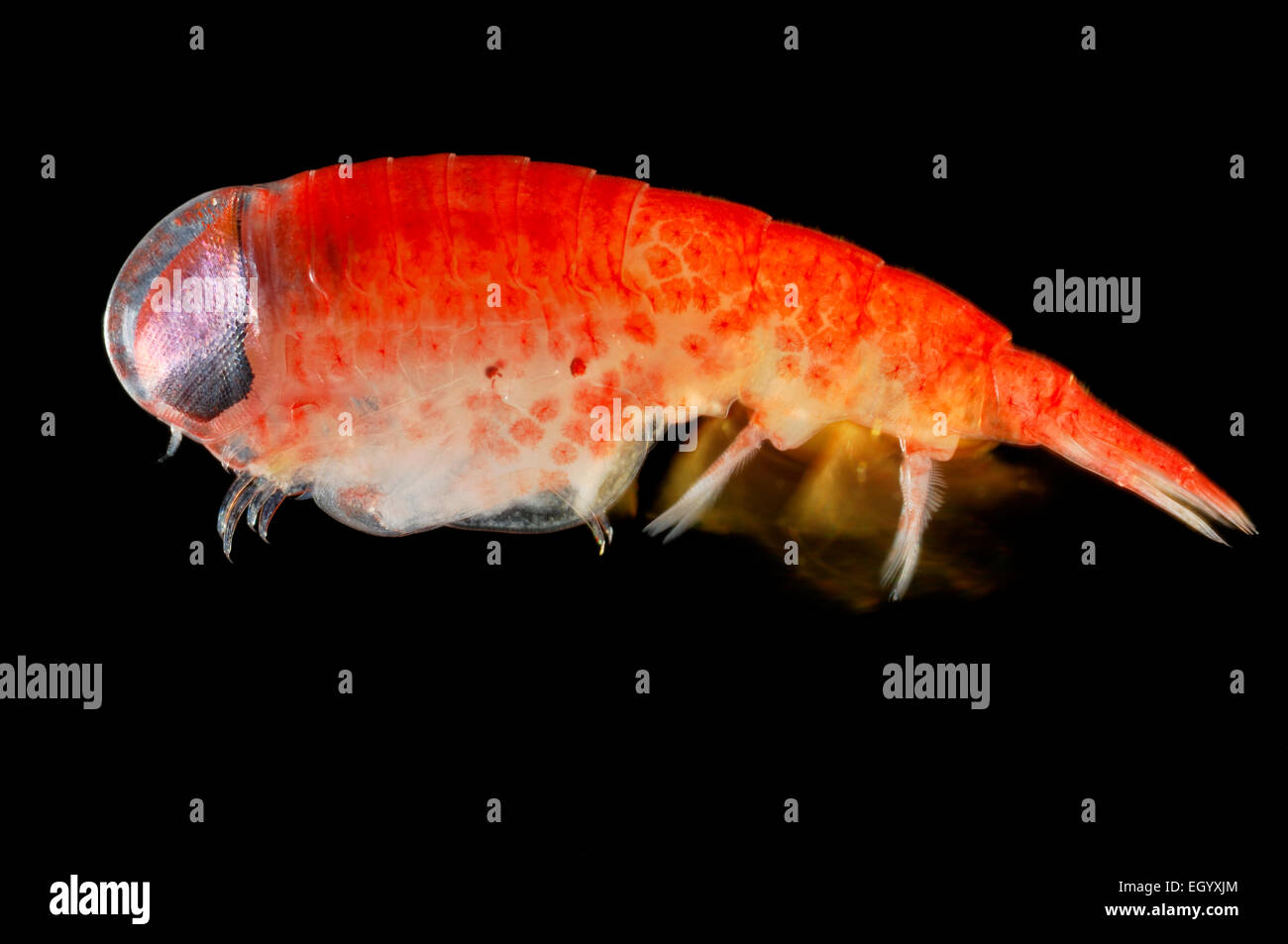 Amphipod (Parapronoe sp.) [size of single organism: 1,5 cm] | Tiefsee Plankton| Dieser 1,5 cm lange Krebs (Parapronoe sp.) gehör Stock Photo