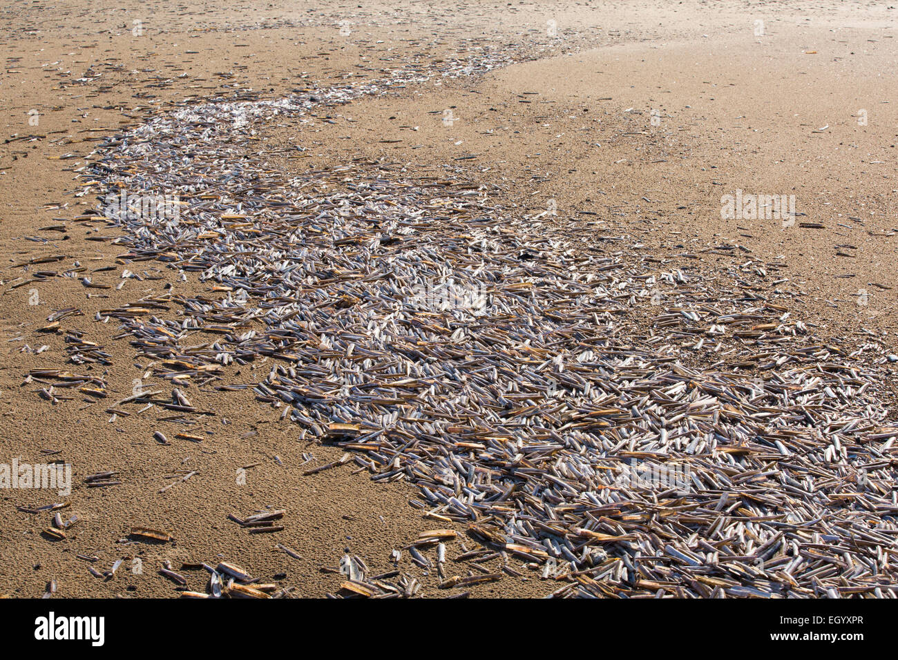 Razor Shells (Ensis arcuatus) on the beach at Titchwell, Norfolk, UK. Stock Photo