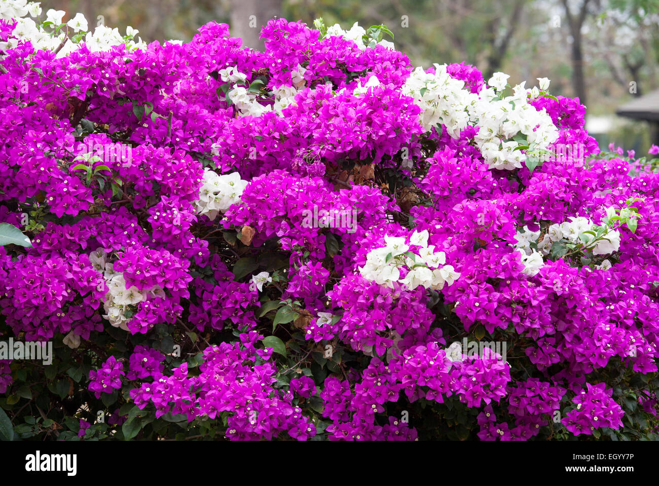 white and pink bougainvillea on nature background Stock Photo - Alamy