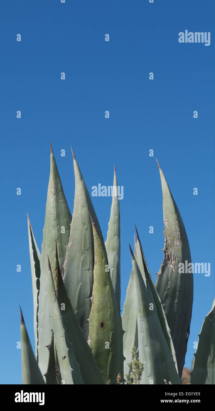 Aloe Vera plant Las Palmas Canary Islands Stock Photo - Alamy