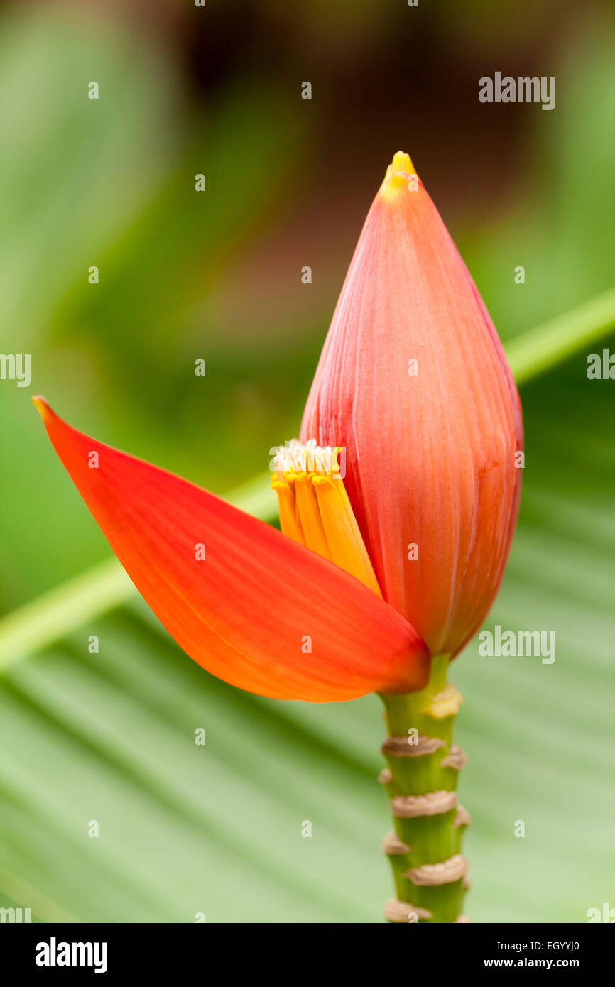 banana blossom and bananas bunch on the tree Stock Photo Alamy