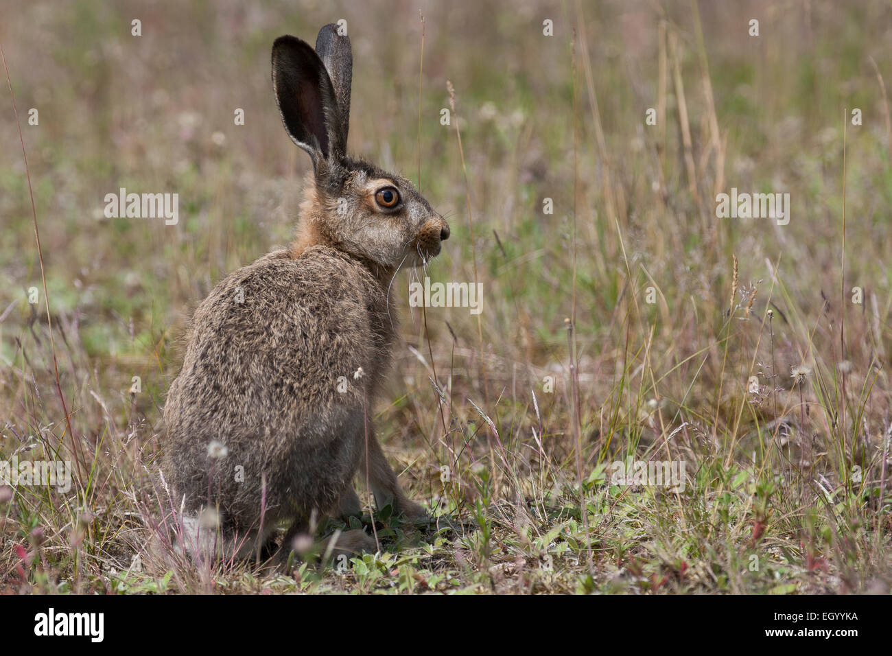 European hare, Brown Hare, hares, Feldhase, Feld-Hase, Hase, Lepus europaeus, Lièvre d'Europe Stock Photo