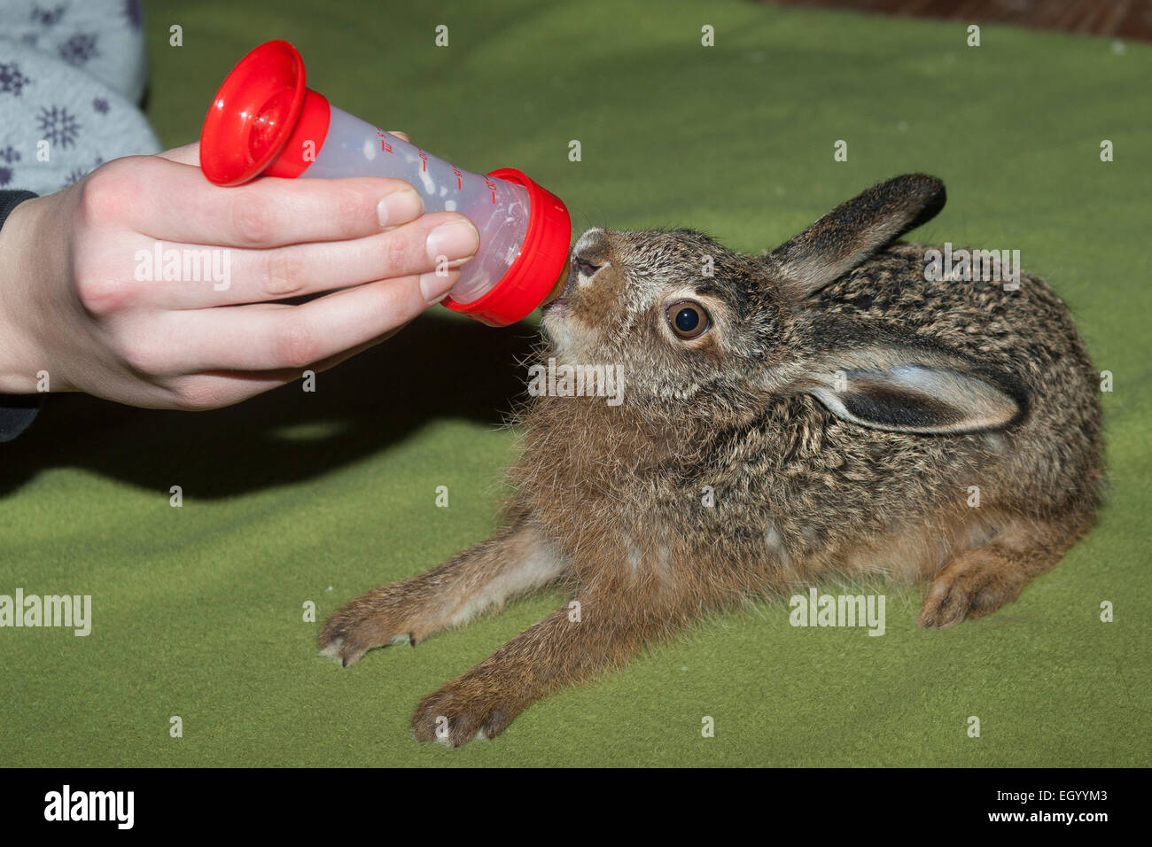 European hare, Brown Hare, hares, animal-rearing, Feldhase, Feld-Hase, Aufzucht, Pflege, Lepus europaeus, Lièvre d'Europe Stock Photo
