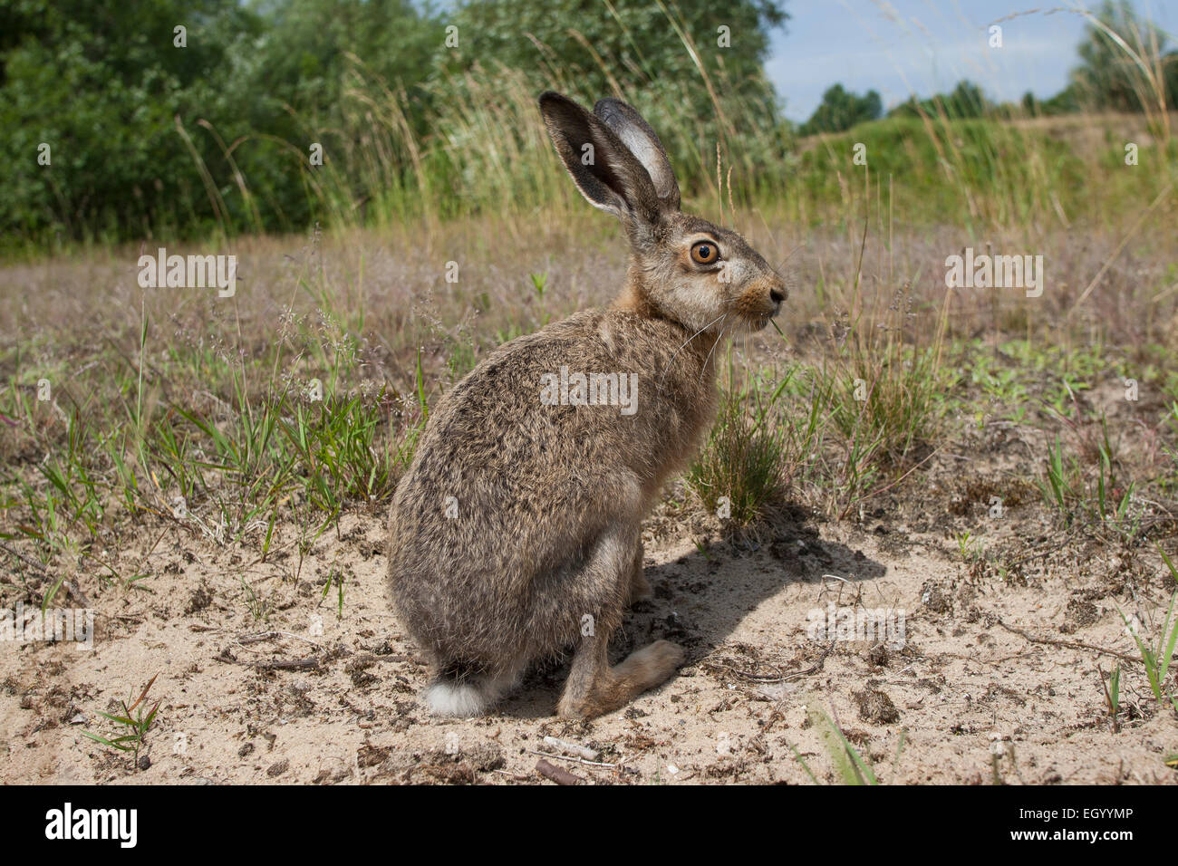 European hare, Brown Hare, hares, Feldhase, Feld-Hase, Hase, Lepus europaeus, Lièvre d'Europe Stock Photo