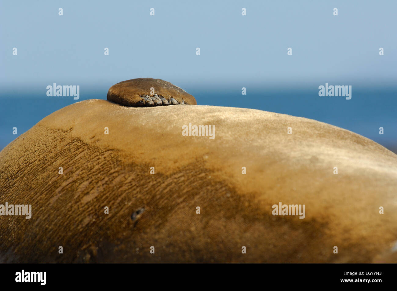 Southern Elephant Seal (Mirounga leonina) | See-Elefant (Mirounga leonina) Stock Photo