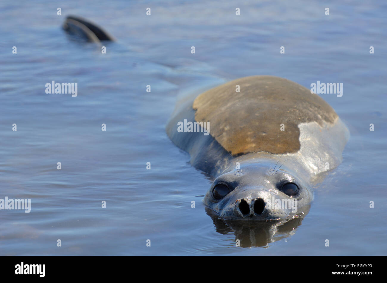 Southern Elephant Seal (Mirounga leonina) [size of single organism: 3 m] | See-Elefant (Mirounga leonina) Stock Photo