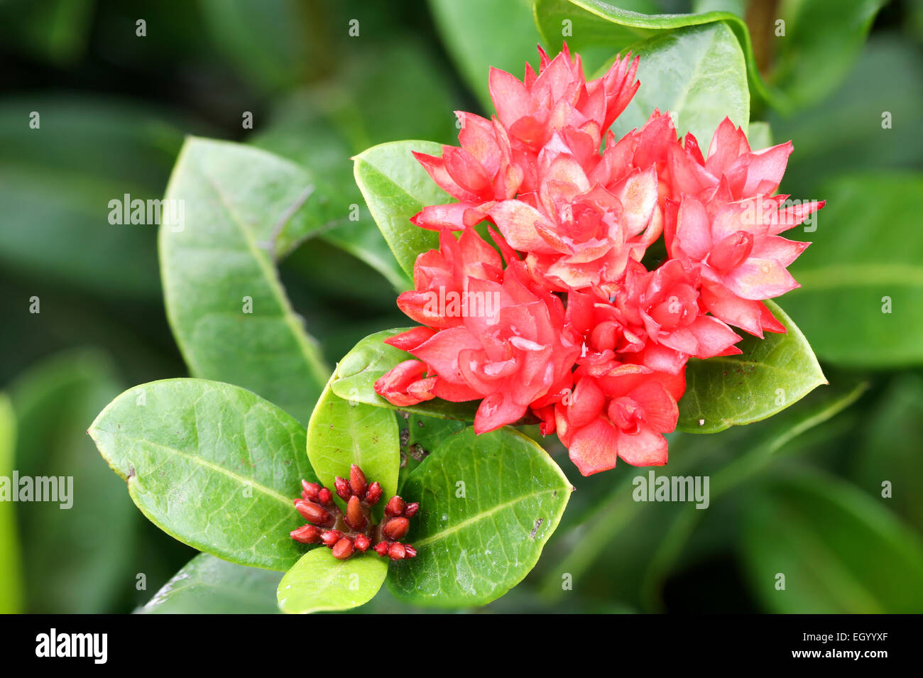 Close up ixoras, lovely small tiny red flowers in groups with natural environment outdoor under sunlight Stock Photo