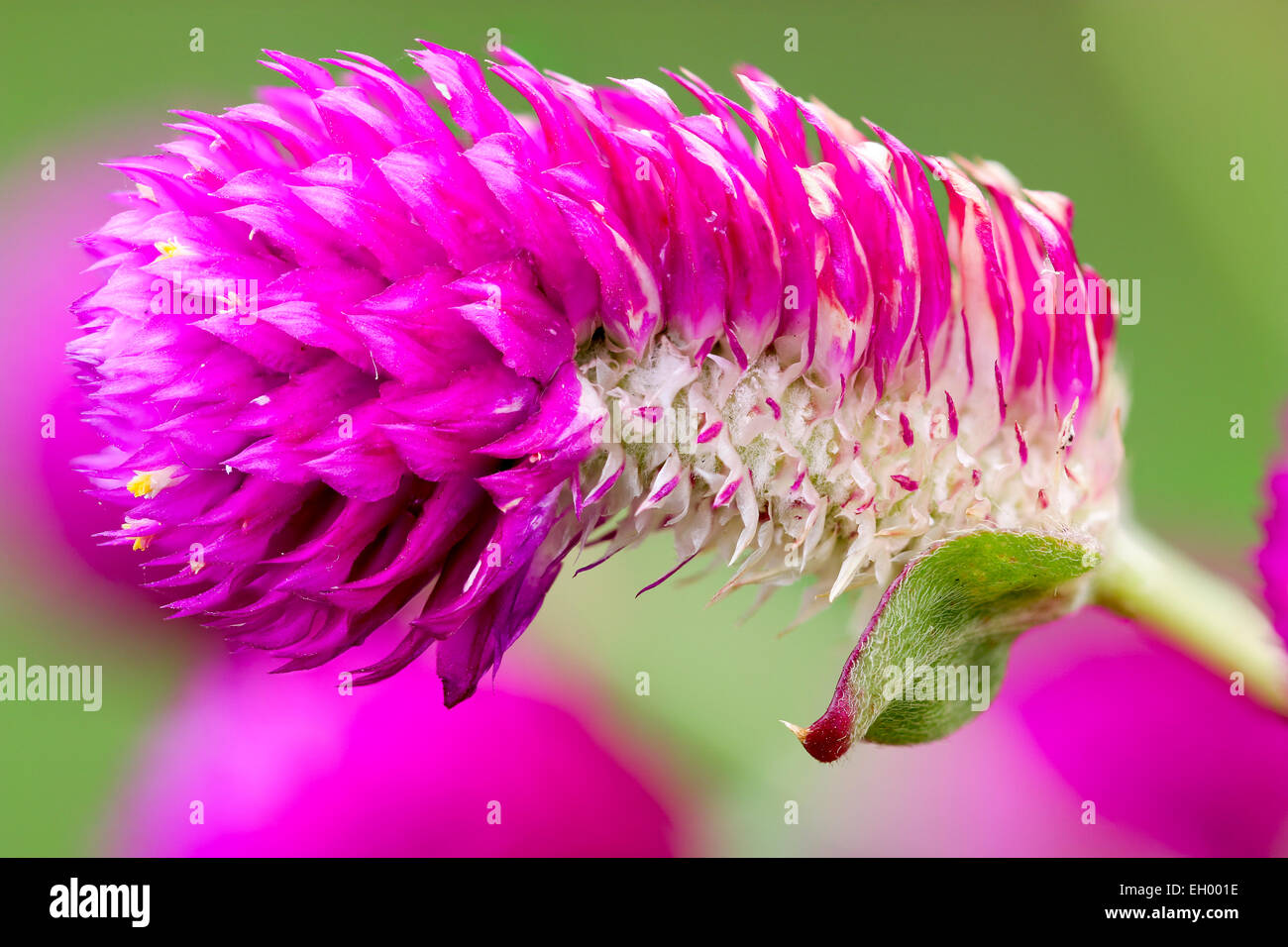 Globe Amaranth Or Bachelor Button Close Up On Green Background,shot In 