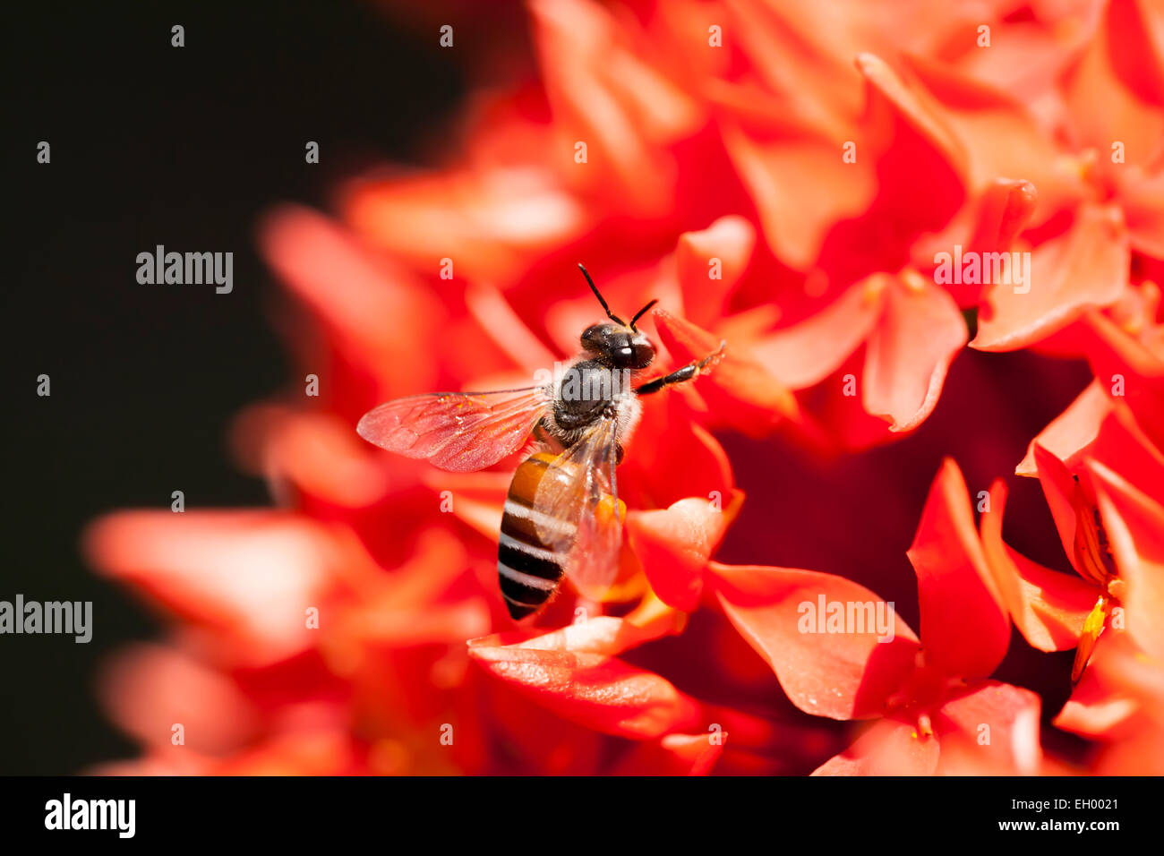 Bees were looking for nectar and pollen of flowers on Ixora Stock Photo