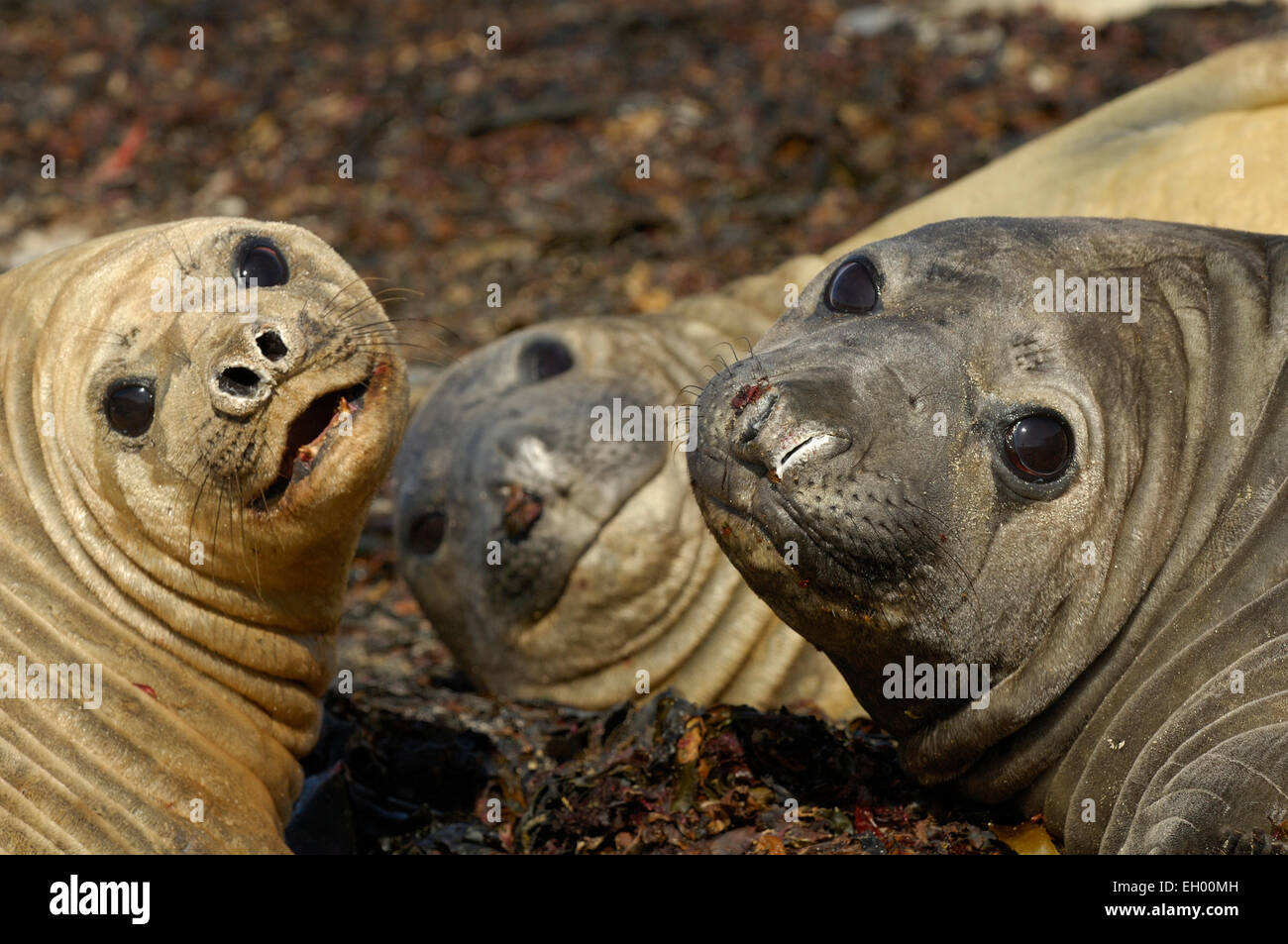 Southern Elephant Seal (Mirounga leonina) | See-Elefant (Mirounga leonina) Stock Photo
