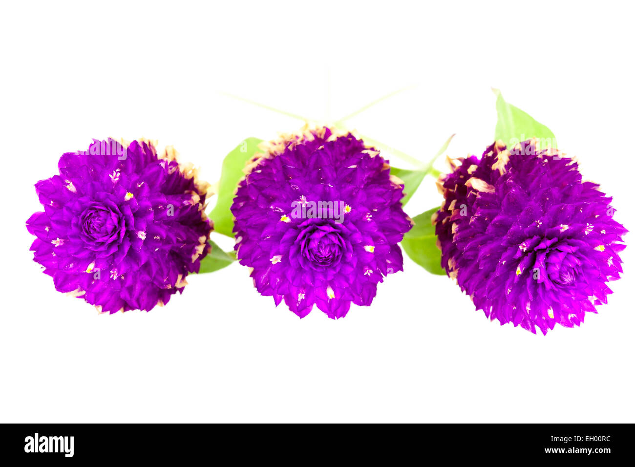 Globe Amaranth or Bachelor Button close up on white background Stock Photo