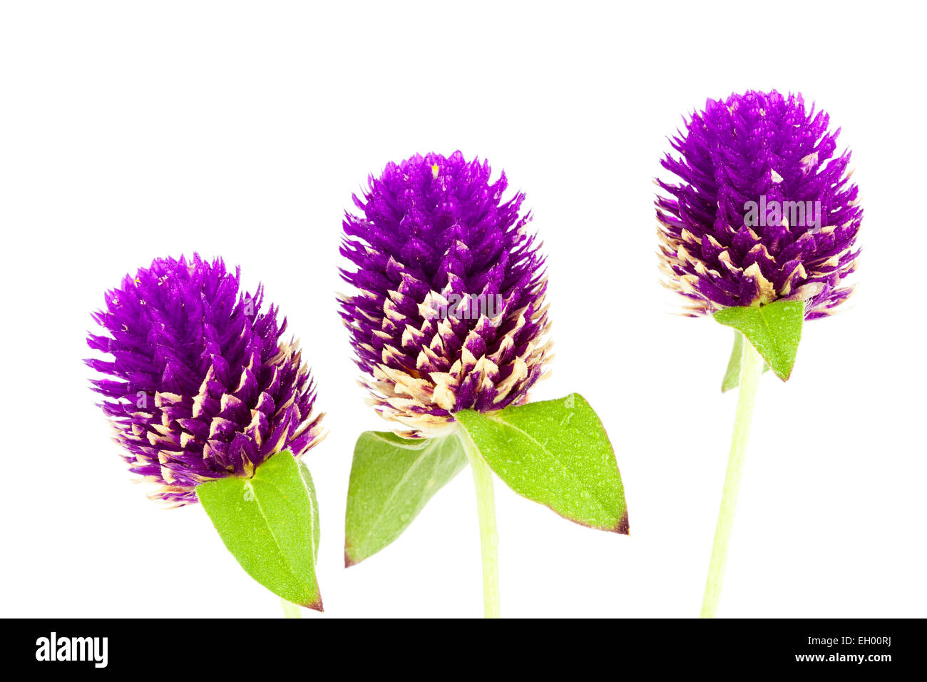 Globe Amaranth or Bachelor Button close up on white background Stock Photo