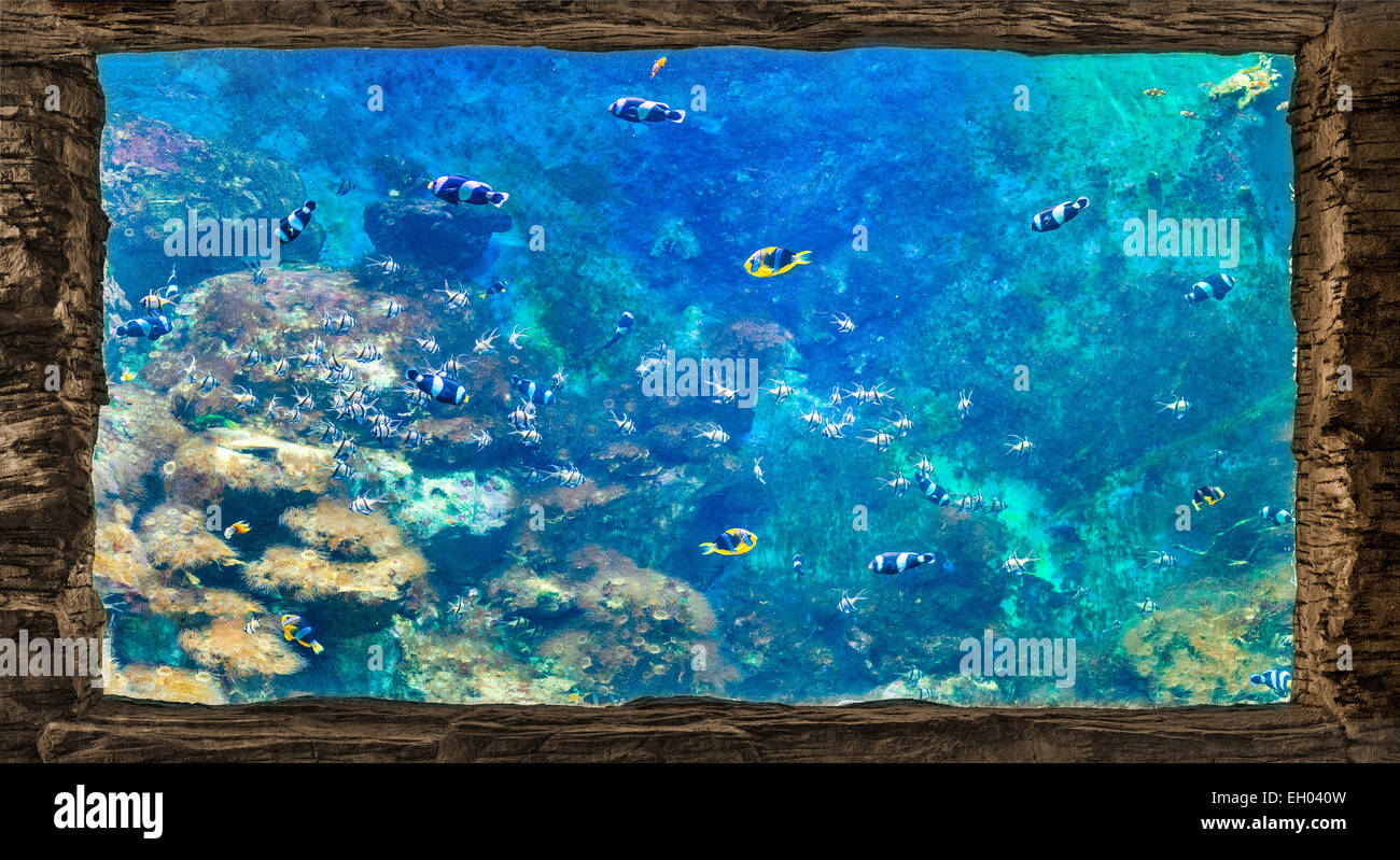 View of wild decorated sea aquarium Stock Photo - Alamy