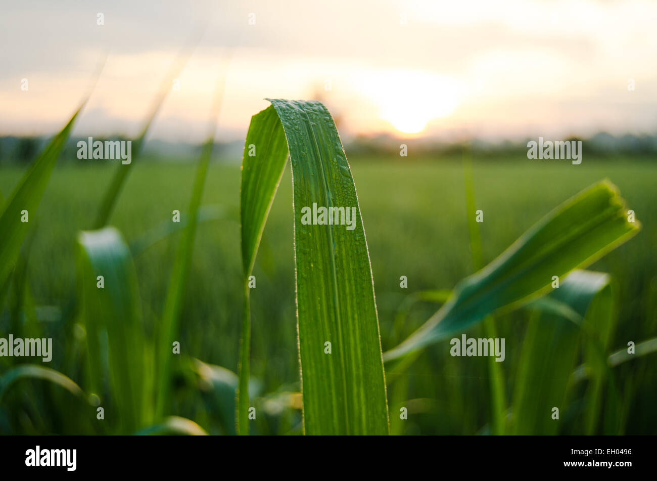 dew paddy fields, rice field morning Stock Photo