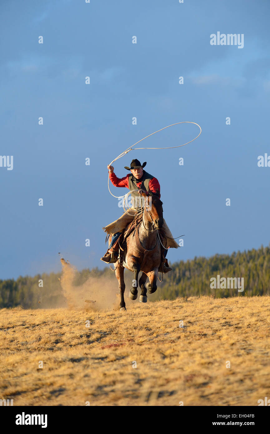 USA, Wyoming, riding cowboy swinging lasso Stock Photo