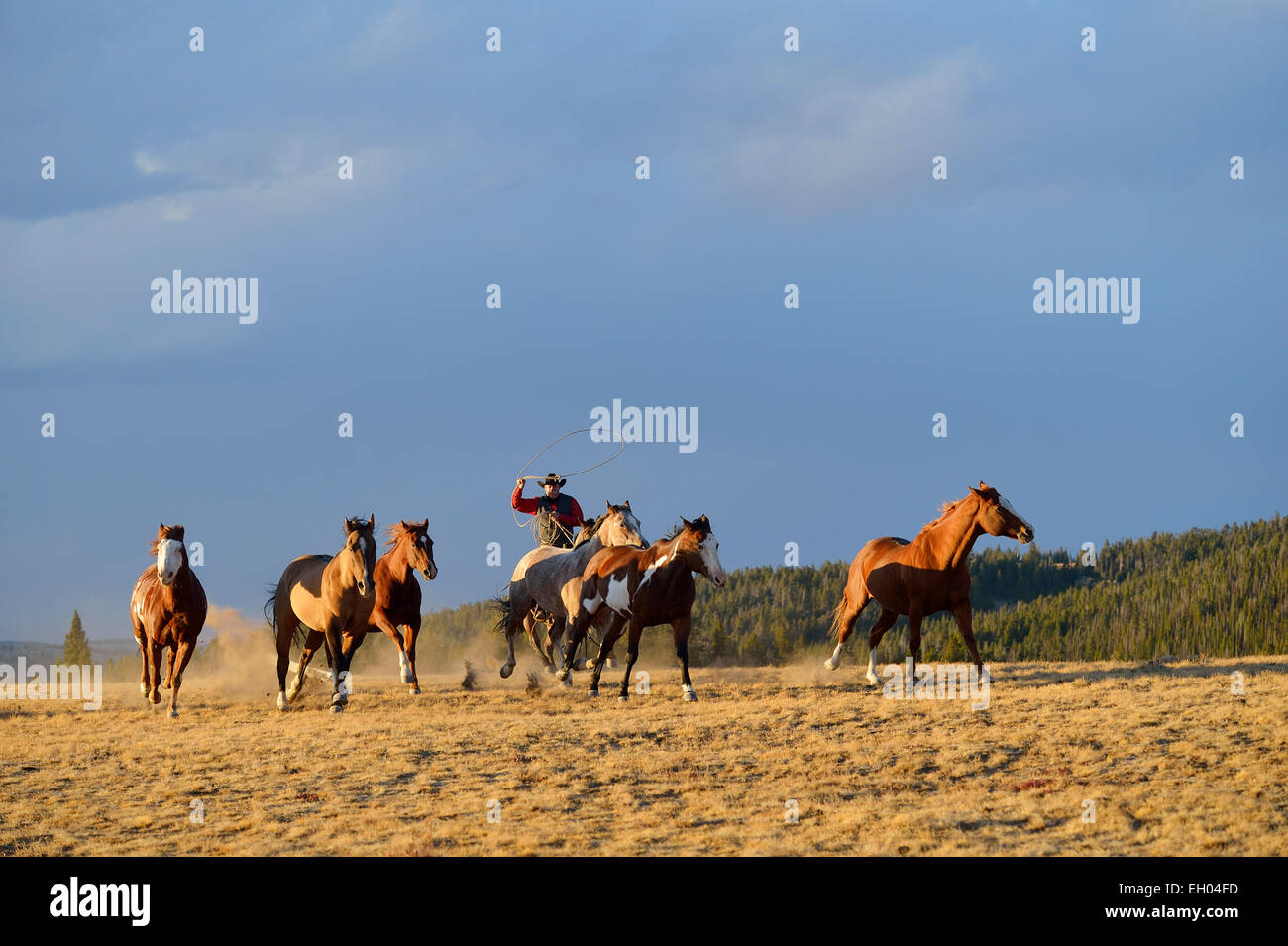 USA, Wyoming, riding cowboy with lasso herding horses in wilderness Stock Photo
