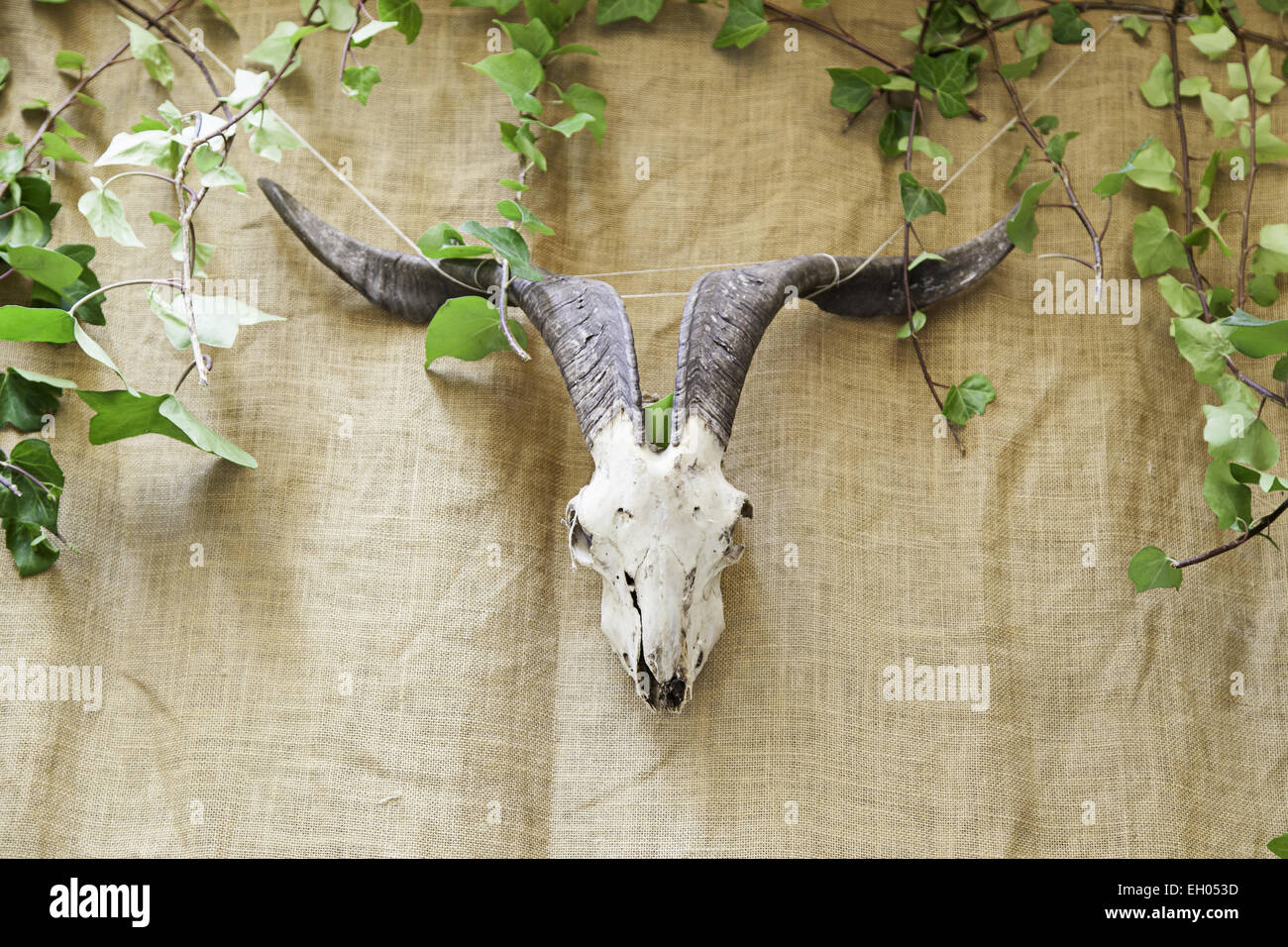 Indian Skull animal, detail of an ancient Indian tradition Stock Photo