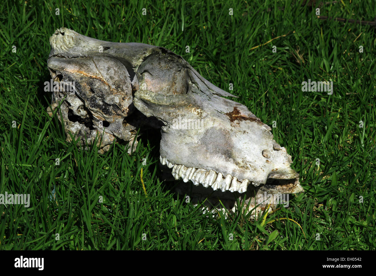 The skull of a horse lying in a farmers pasture in Cotacachi, Ecuador Stock Photo