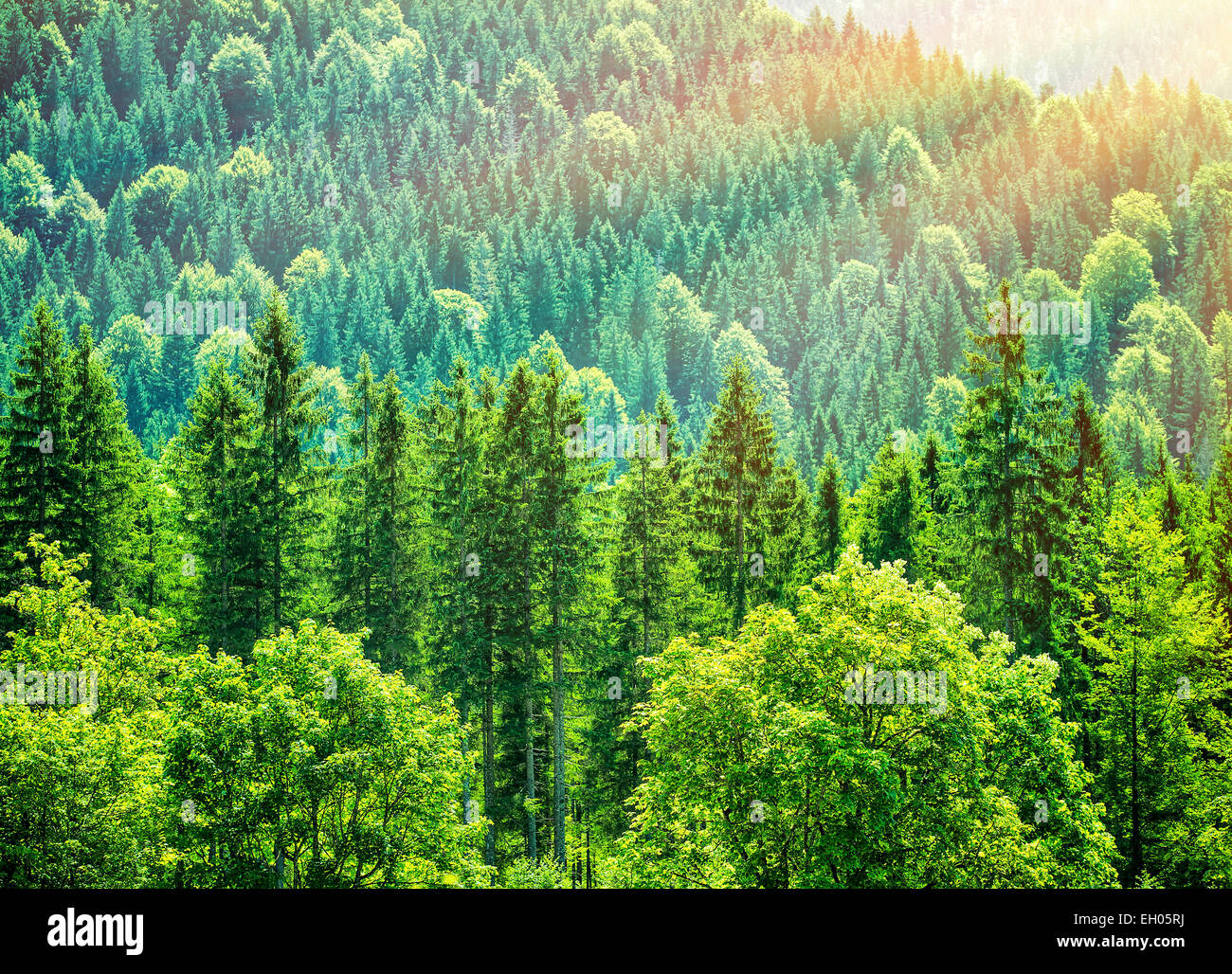 Green tree forest background, beautiful bird eye view on fresh pines in the  morning sun light, Europe, Germany, Alpine mountains Stock Photo - Alamy