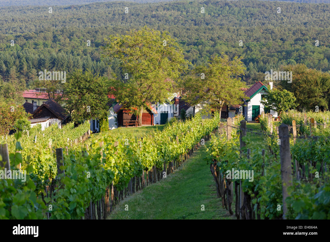 Austria, Burgenland, Kohfidisch, vineyard at Csaterberg Stock Photo