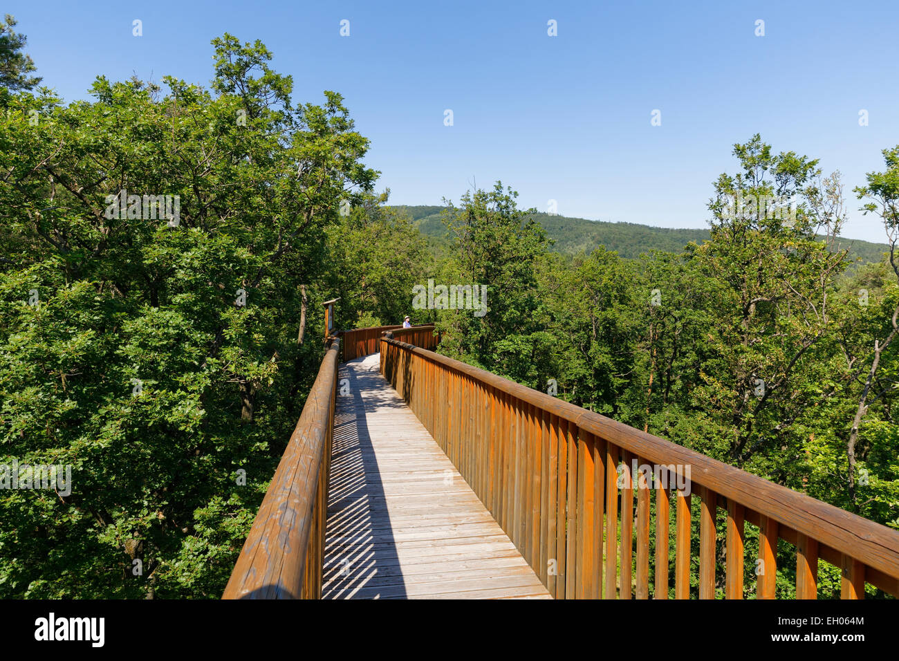 Austria, Burgenland, Geschriebenstein nature park, Althodis treetop walk Stock Photo