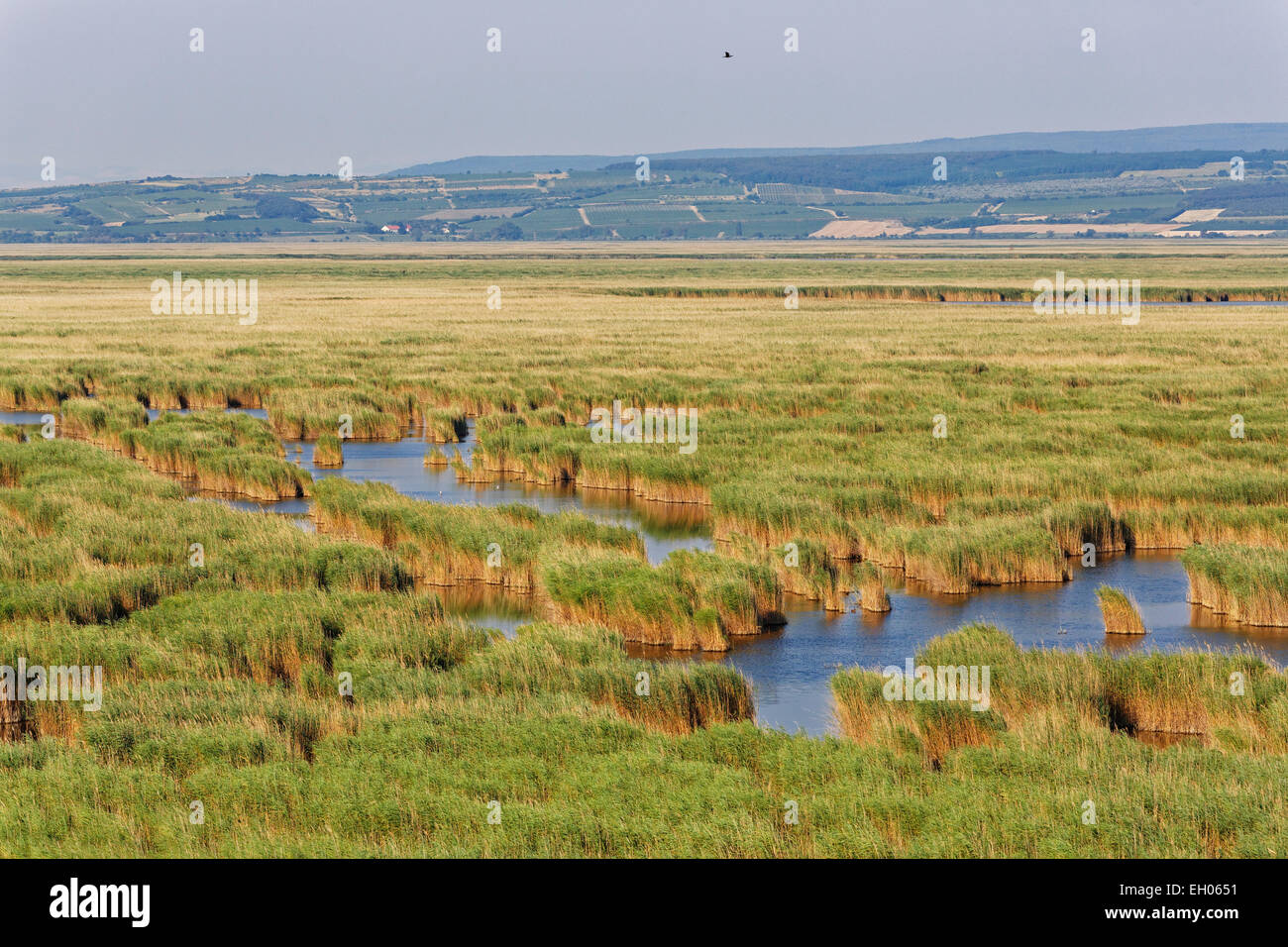 Austria, Burgenland, reed belt in Neusiedler See-Seewinkel National Park Stock Photo