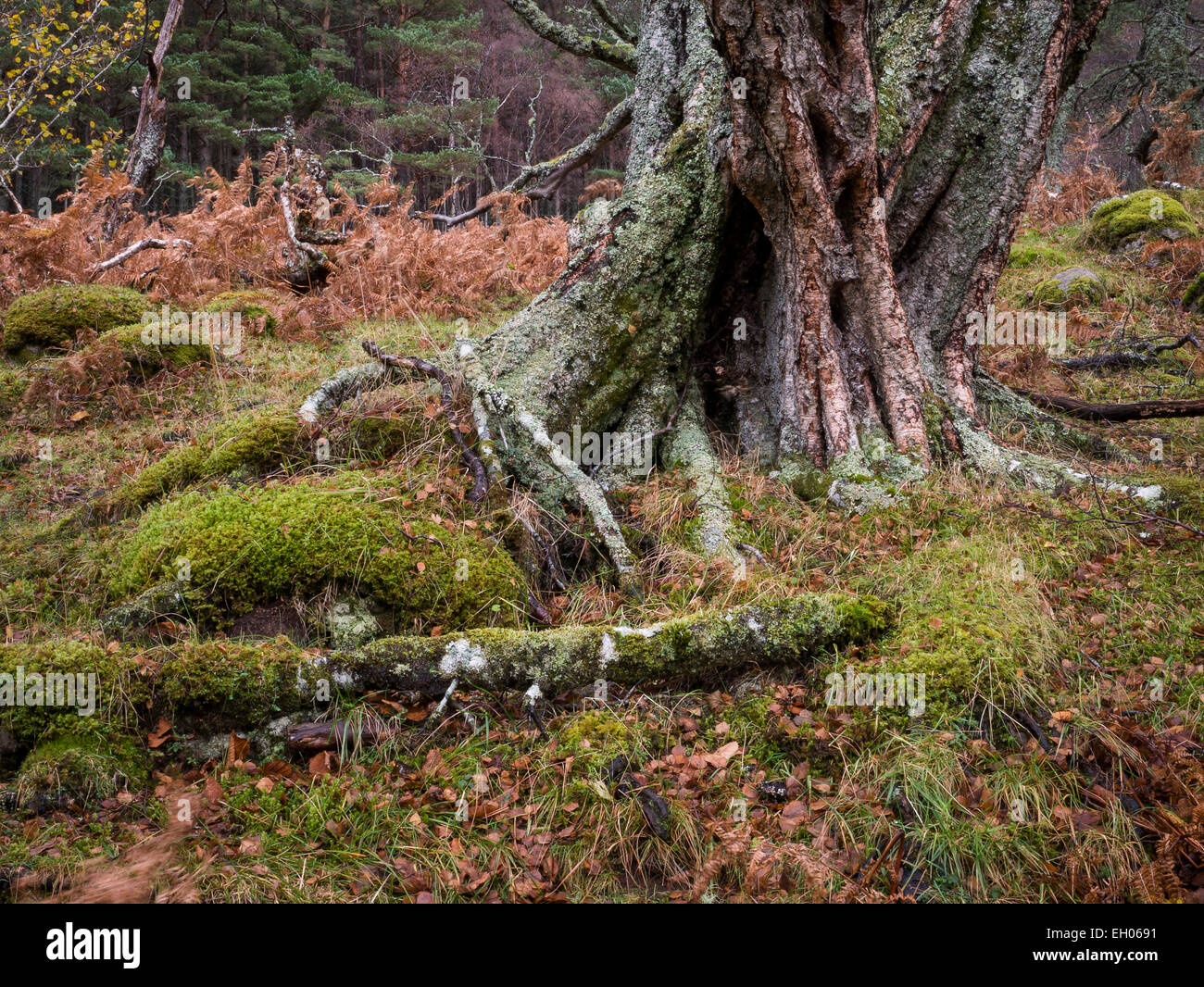 Woodland in Autumn Alness, Ross and Cromarty, Highland, Scotland Stock Photo