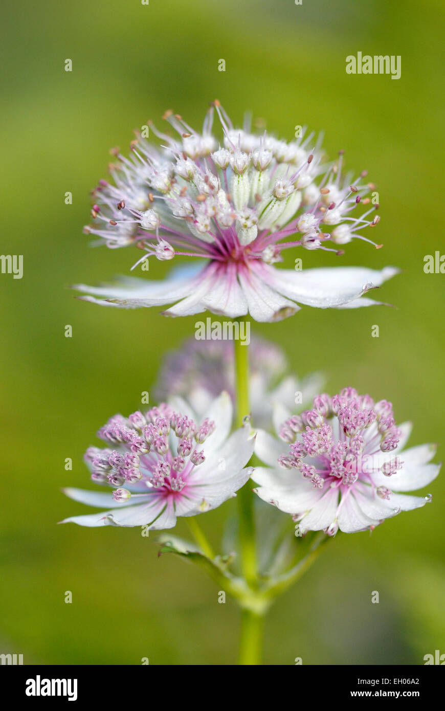 Close up flowering Great Masterwort (Astrantia major), Haute Savoie, France. Stock Photo