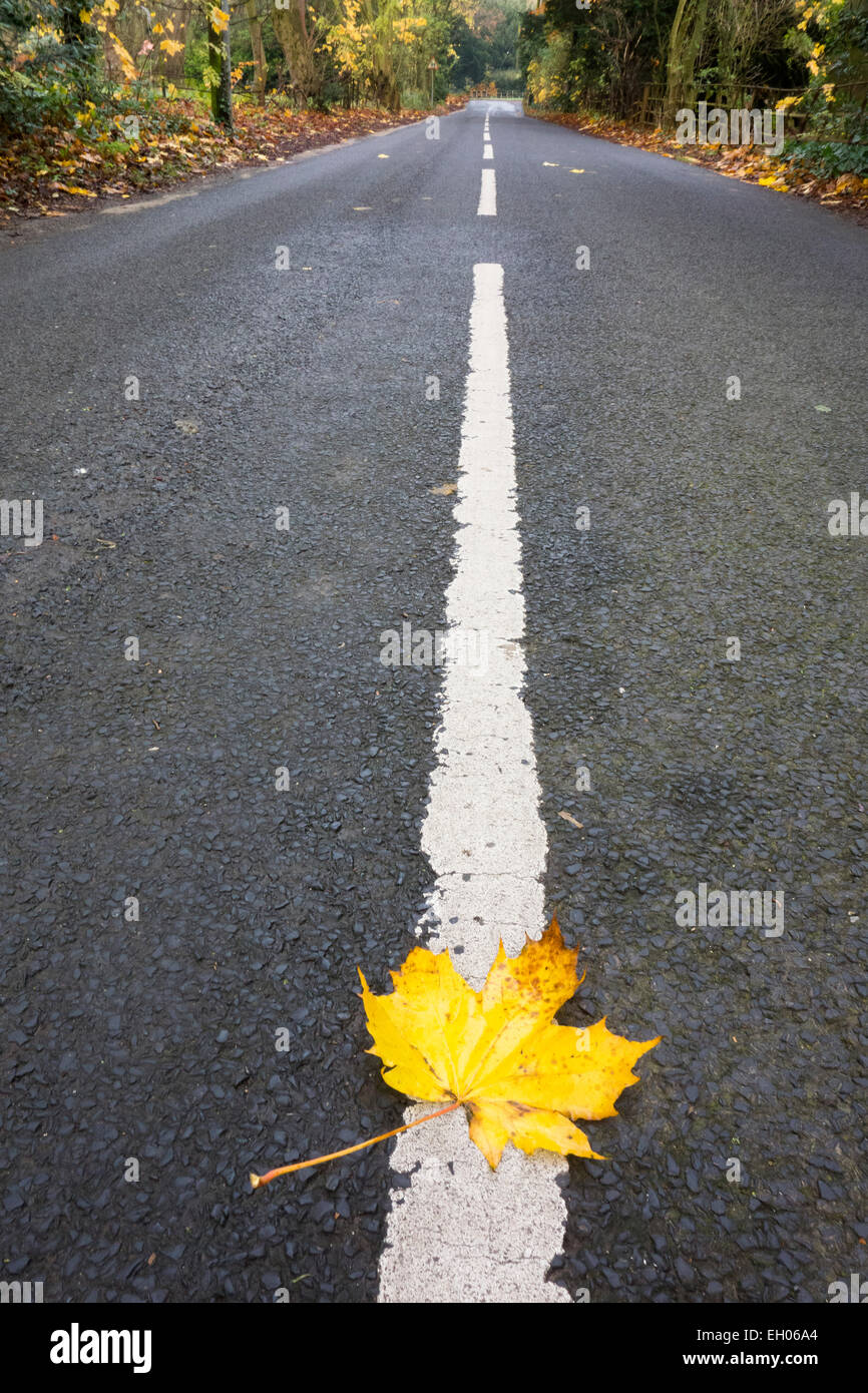 Maple Leaf on Road at Autumn Stock Photo