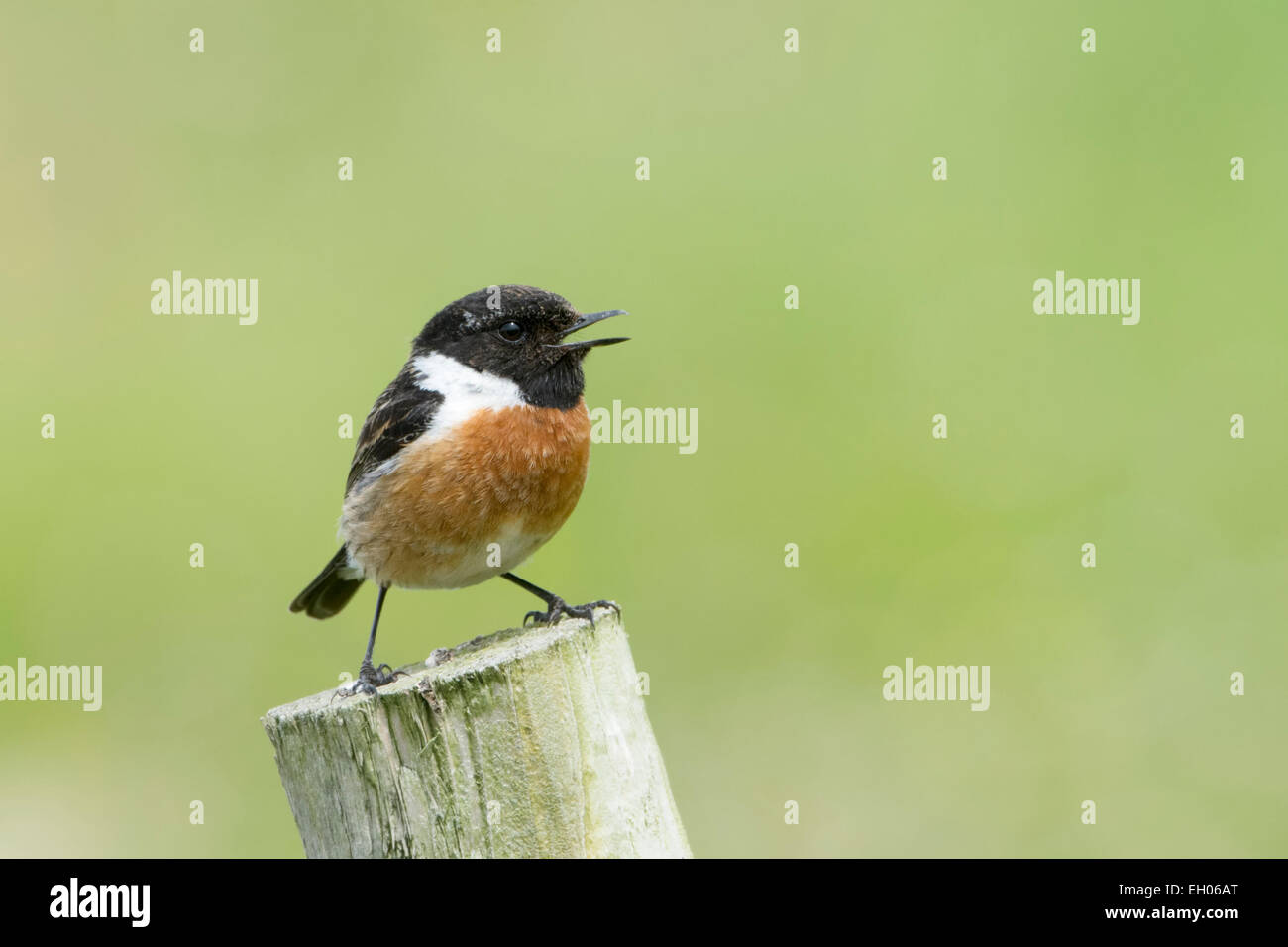 Common Stonechat (Saxicola torquata) standing and singing on a pole. Stock Photo