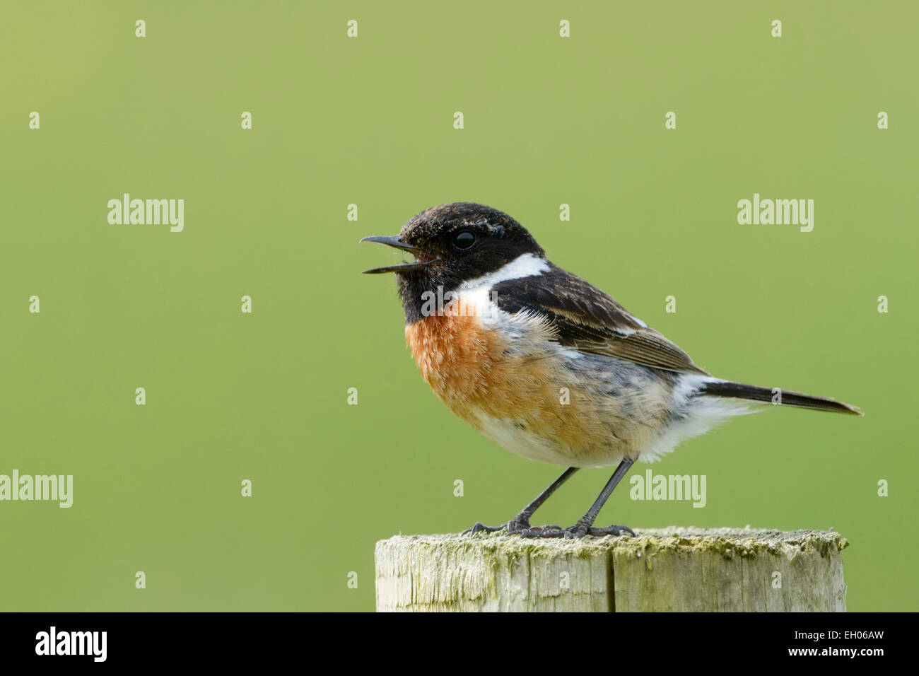 Common Stonechat (Saxicola torquata) standing and singing on a pole ...
