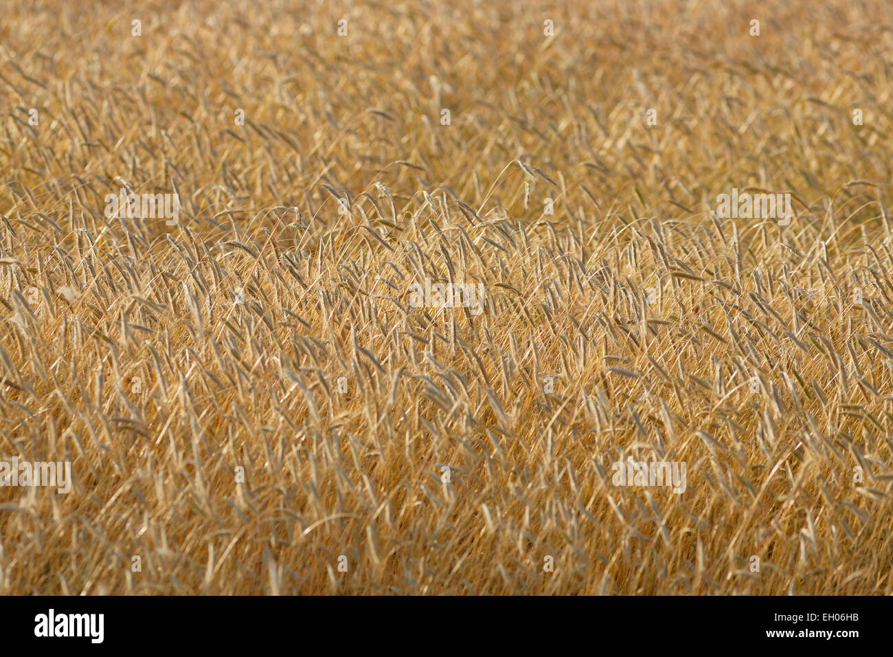 Austria, Lower Austria, Grain field Stock Photo