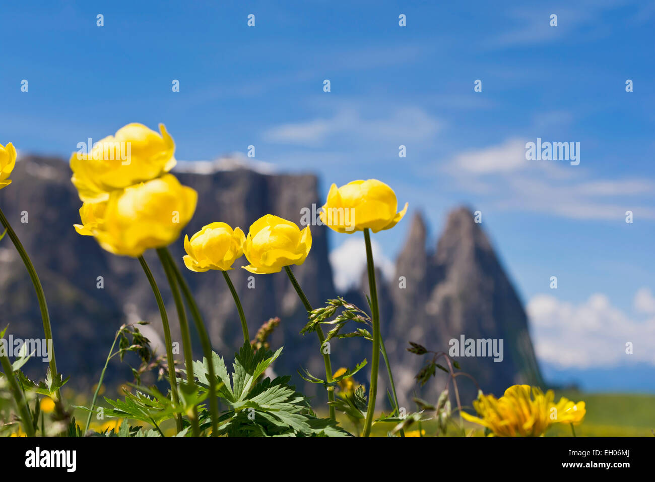 Italy, South Tyrol, Globe Flowers, Trollius europaeus Stock Photo