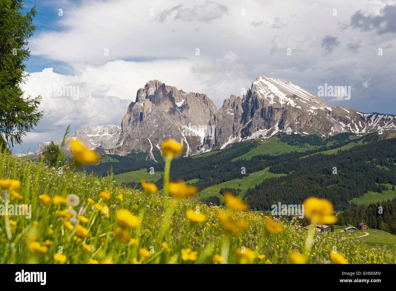Italy, South Tyrol, Globe Flowers, Trollius europaeus, Langkofel and Plattkofel in the background Stock Photo