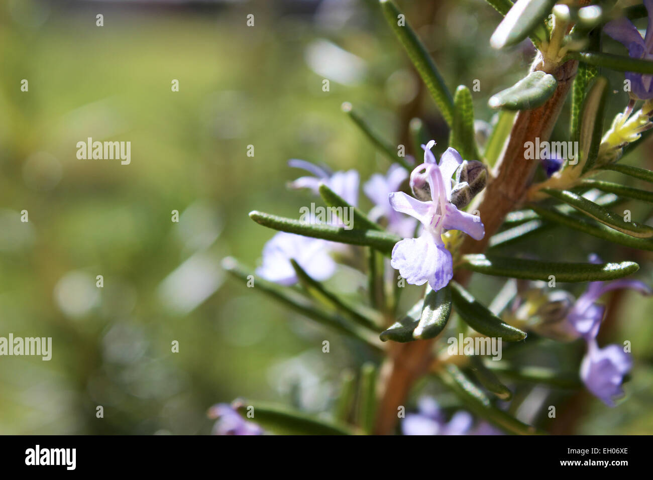 Rosemary blooming in the sunlight in the garden Stock Photo Alamy