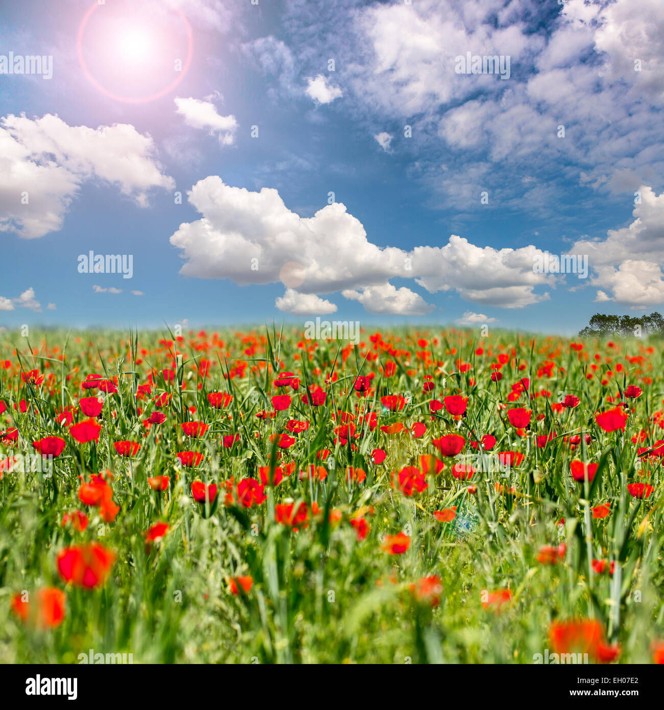Summer landscape field flowers on hi-res stock photography and images ...