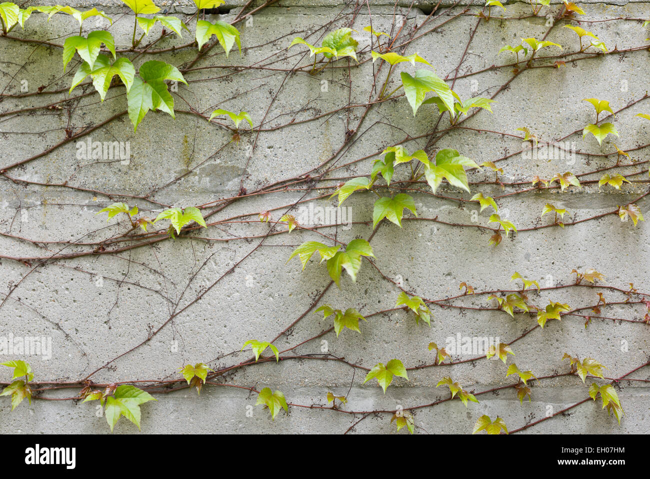 a old concrete wall with climbing plant Stock Photo