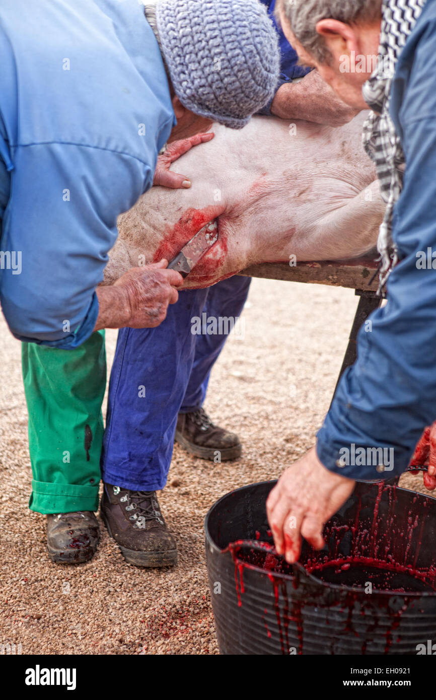Traditional home slaughtering in a rural area. Slaughterer stucks the knife under the pig throat Stock Photo