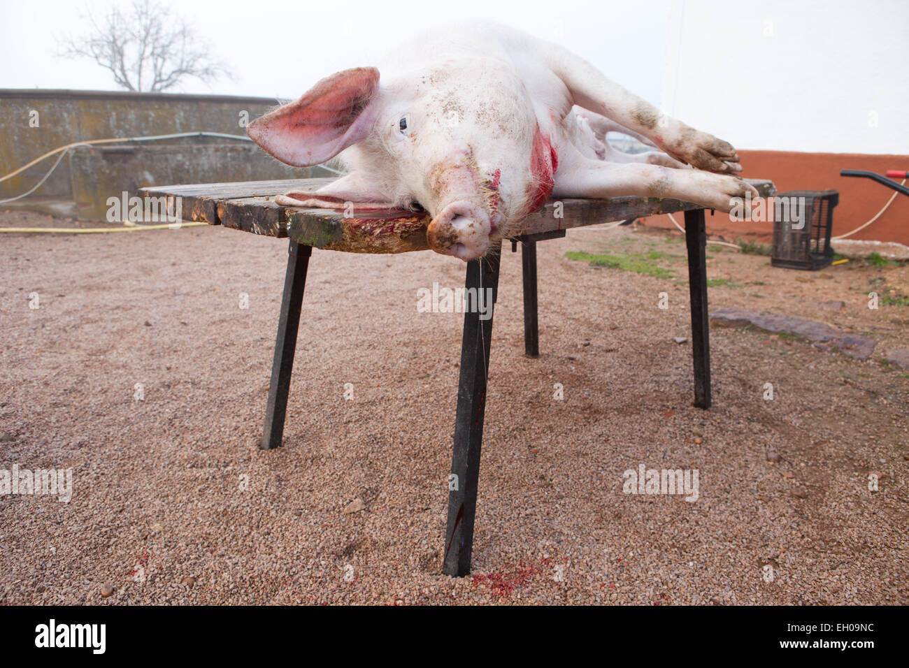 Traditional home slaughtering in a rural area. Dead pig over the butcher table just after killing Stock Photo
