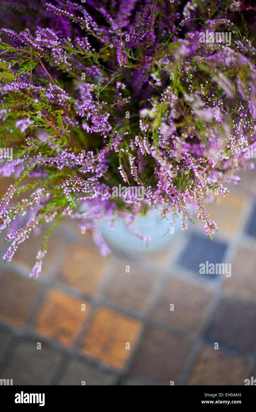 Heather flowers in a pot on a terrace Stock Photo