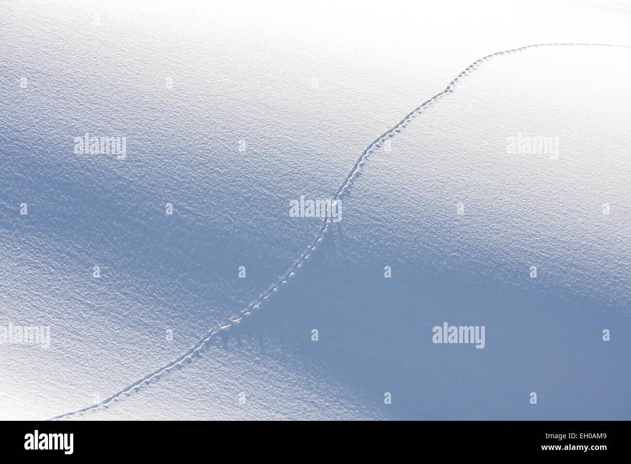 A small track of an animal in the snow. Stock Photo