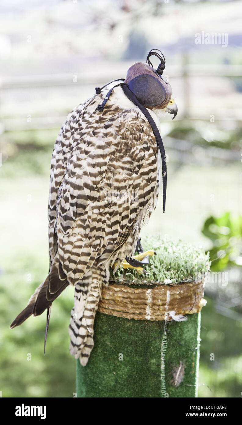 Wild hawk for falconry, detail of a bird of prey, dangerous bird Stock Photo