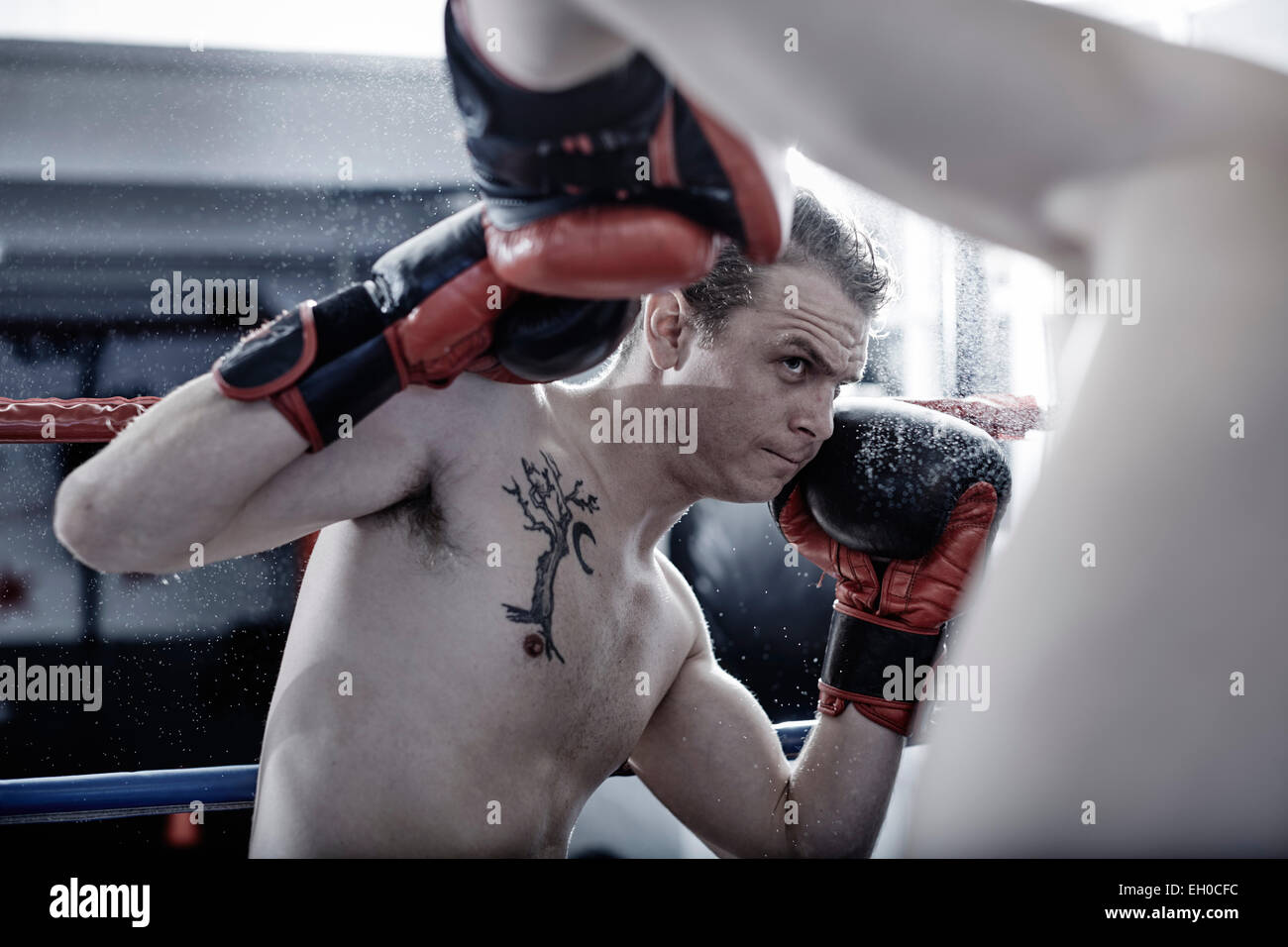Two boxers fighting in ring Stock Photo Alamy
