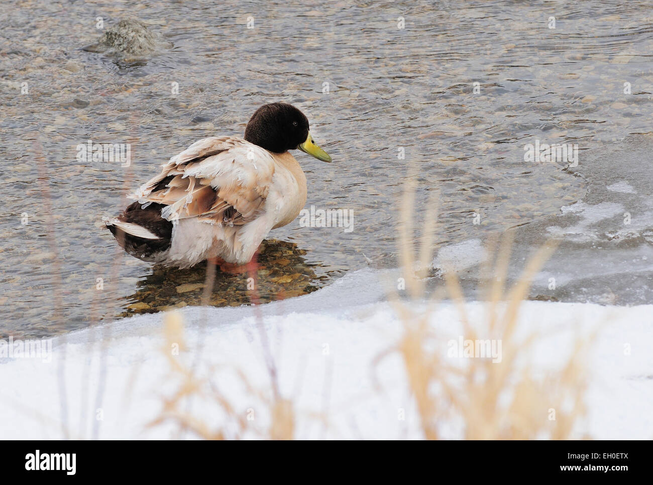 A rare Tan and Brown Mallard Duck.  Anas platyrhynchos Stock Photo