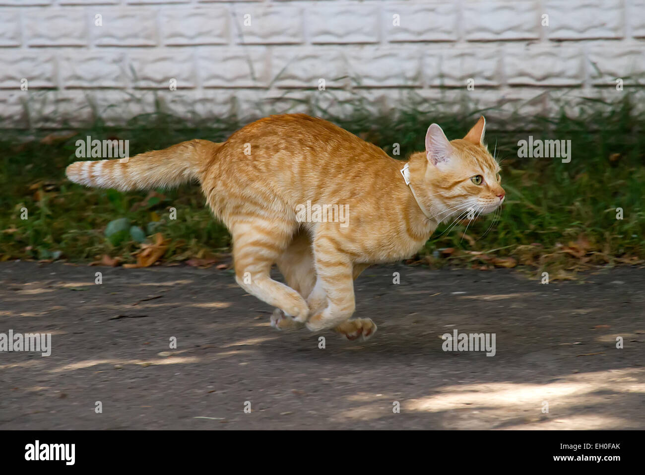 Red cat running down the street Stock Photo