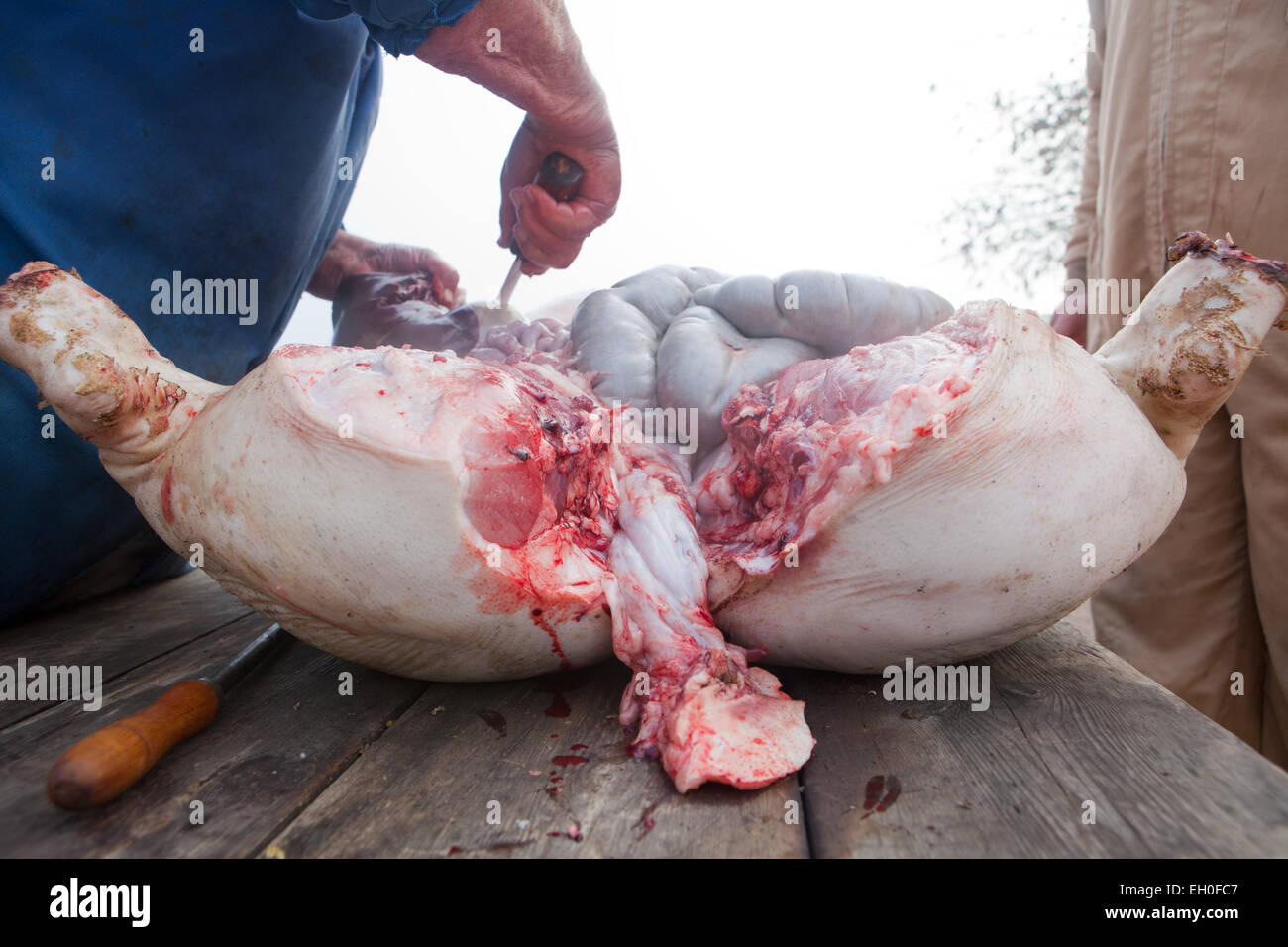 Traditional home slaughtering in a rural area.Carving-up the pig Stock Photo