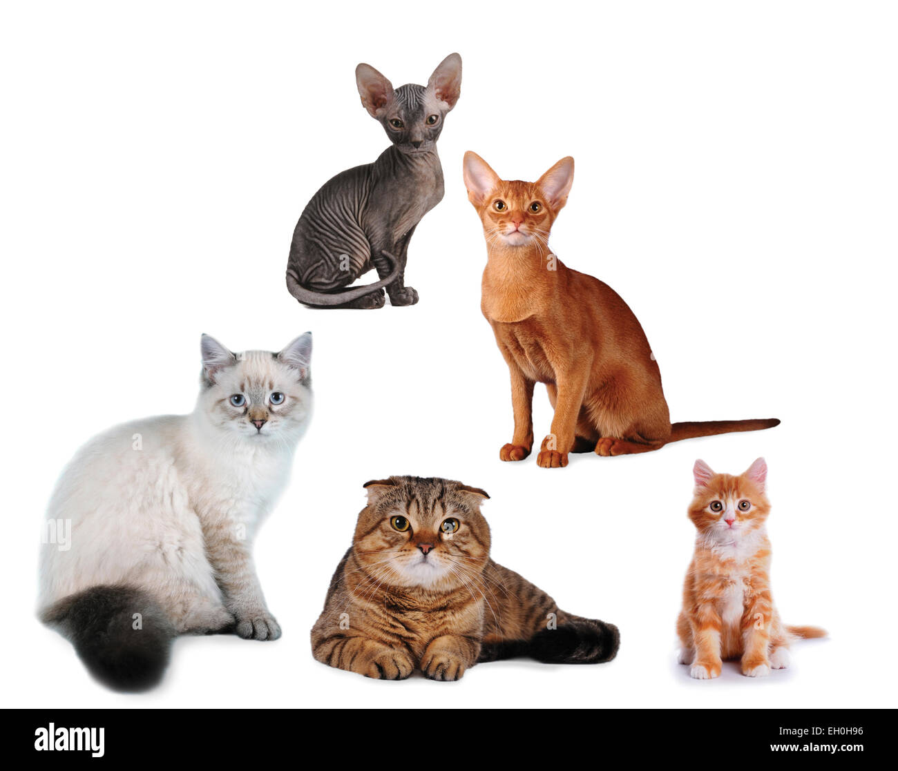 Group of cats different breed isolated on white. Siberian, abyssinian, scottish fold, sphinx and mix-bred kitten. all looking at Stock Photo