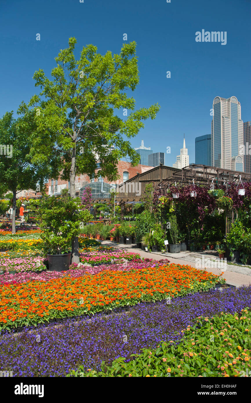 FLOWERS TRAYS FARMERS MARKET DOWNTOWN DALLAS TEXAS USA Stock Photo Alamy