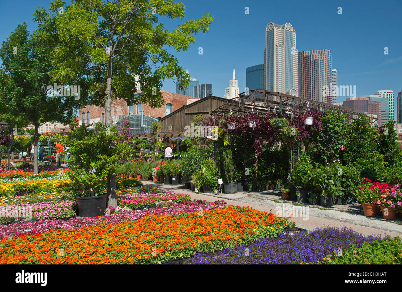 FLOWERS TRAYS FARMERS MARKET DOWNTOWN DALLAS TEXAS USA Stock Photo Alamy