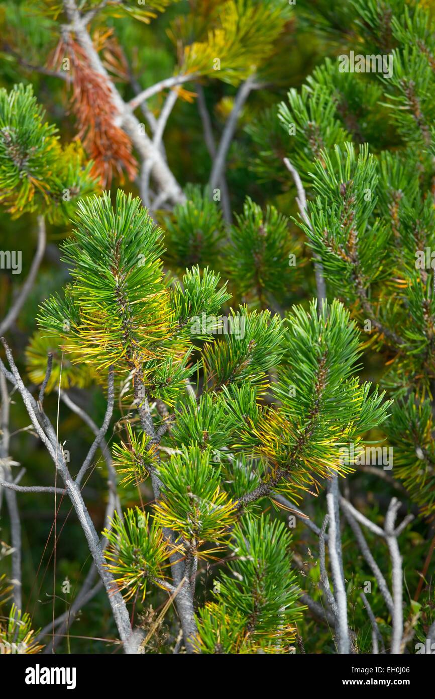 Pine tree Stock Photo